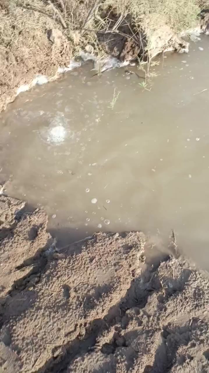 سلام عليكم كاع لبيع خمسه وسبعين دونم نهر سعد قاطع لول ***********
