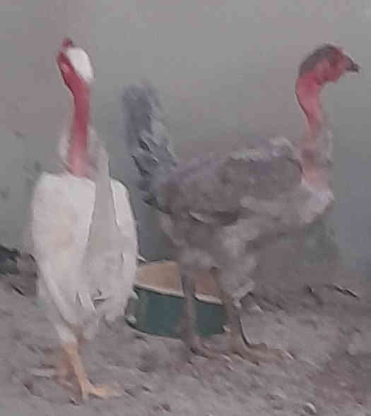 فراريج عرب وابو ركبه عدد ٤  عمرهن ٦ أشهر إلى ٧ أشهر شلع ب37  اتصال ***********
