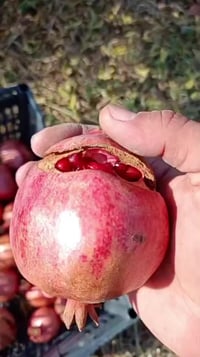 رمان حلبجة • ارتفاع ١م • قرية شنف