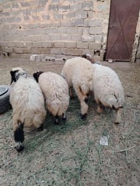 فطايم نثايات ٤ شلع (٨٣٥) قفل توصيل مجاني ٠٧٨٤٧٧٥٨٨١٦ واتساب فيديو على ...
