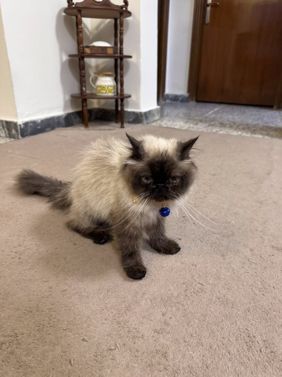 للتبني نثيه عمرها اقل السنه 
ملقحه متعلمه على اللتر بوكس واليفه جدا ولعوبه 

فقط الي كد المسؤليه يراسلني 
العنوان بغداد


**إذا كنت صاحب هذا الإعلان وتريد حذفه لأي سبب، رجاءا أرسل رسالة إلى الدعم الفني**