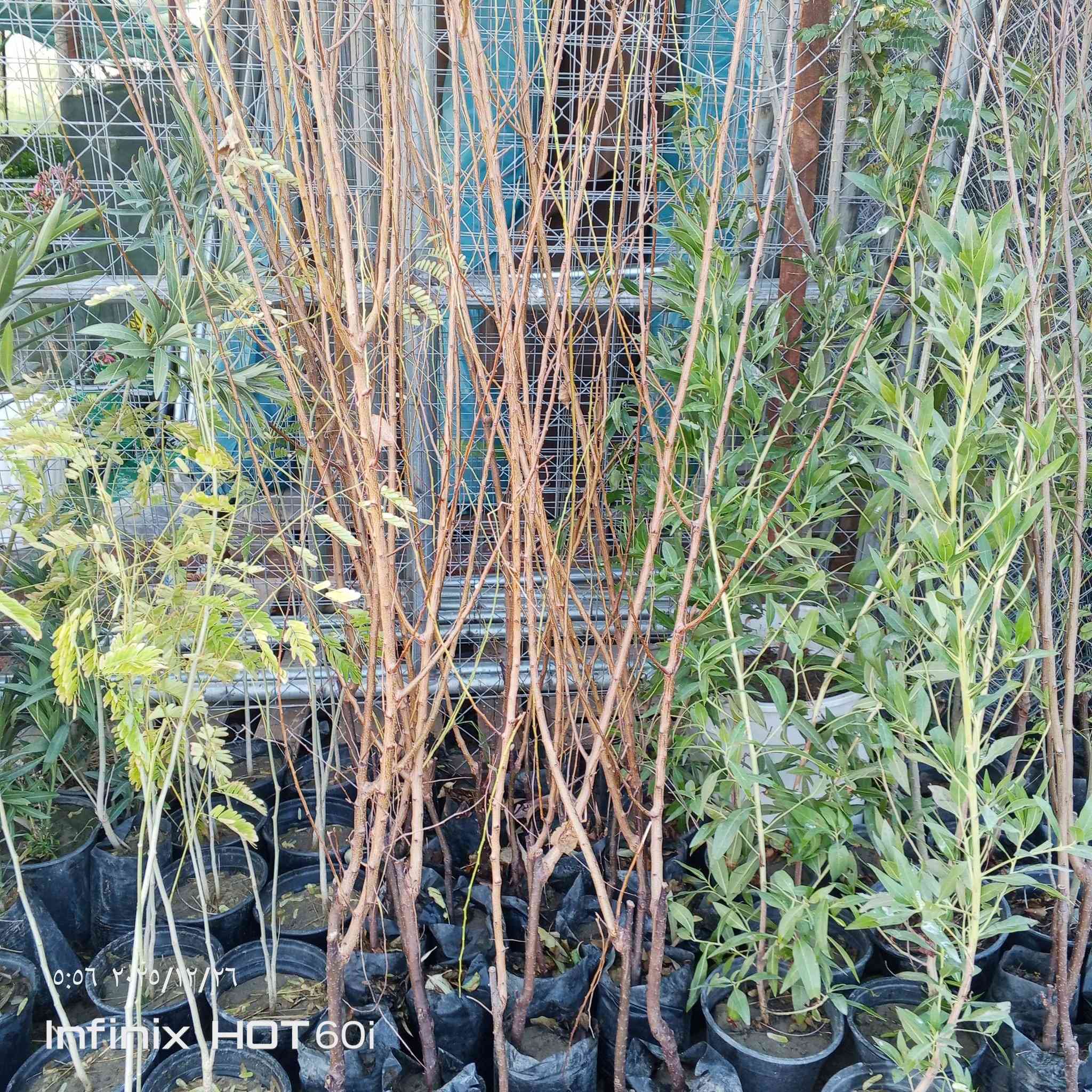 مشتل سيد جلال لجميع الاوراد والازهار لانواع الاشجار ليمون  اخضر ليمون برتقال  كليمنتين  يوسفي جريب فرروت  يوزو ماندرين بوميلو كالامانسي برتقال أحمر  ليمون كافيير مكان شارع العام يوجد خدمه توصيل داخل الصويره الاتصال على الرقم  ***********
