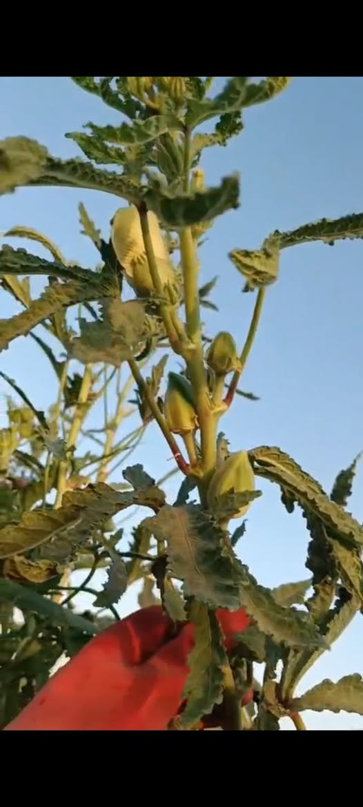 يوجد حب بامية بتره درجه اولى مثل ماموضح بالفيديو الكيلو ب ١٥ شرط نفس الي بل فيديو


**إذا كنت صاحب هذا الإعلان وتريد حذفه لأي سبب، رجاءا أرسل رسالة إلى الدعم الفني**