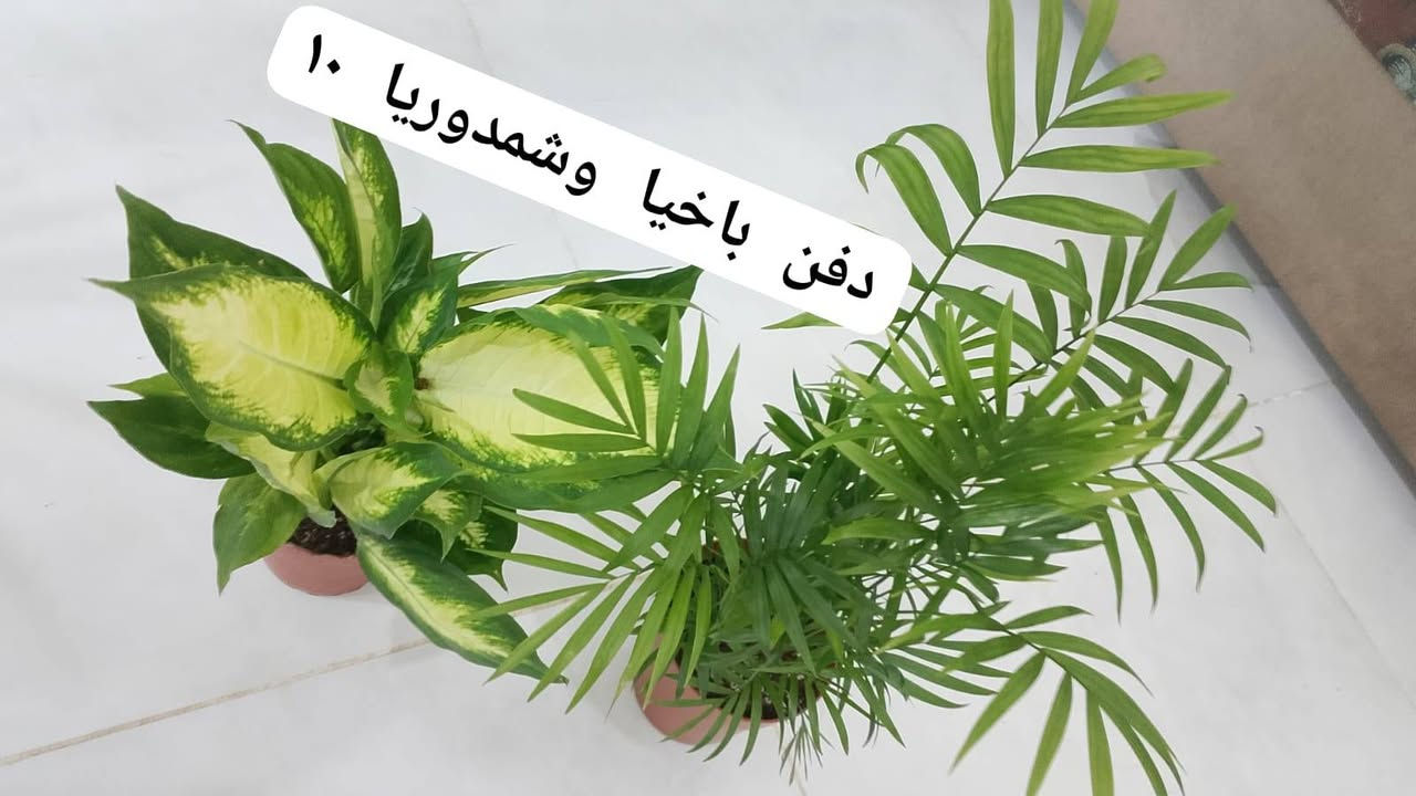 عروض خاصه توصيل داخل كركوك


**إذا كنت صاحب هذا الإعلان وتريد حذفه لأي سبب، رجاءا أرسل رسالة إلى الدعم الفني**
