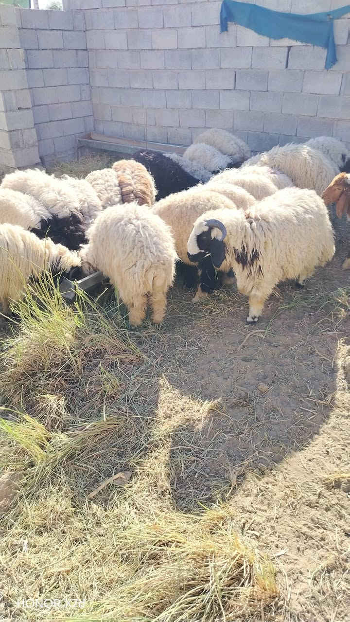 السلام عليكم طليان سمان فول لحم خير من الله تلكط بايدك الي يعجبك العلم سمره ***********وائل ال خطاب
