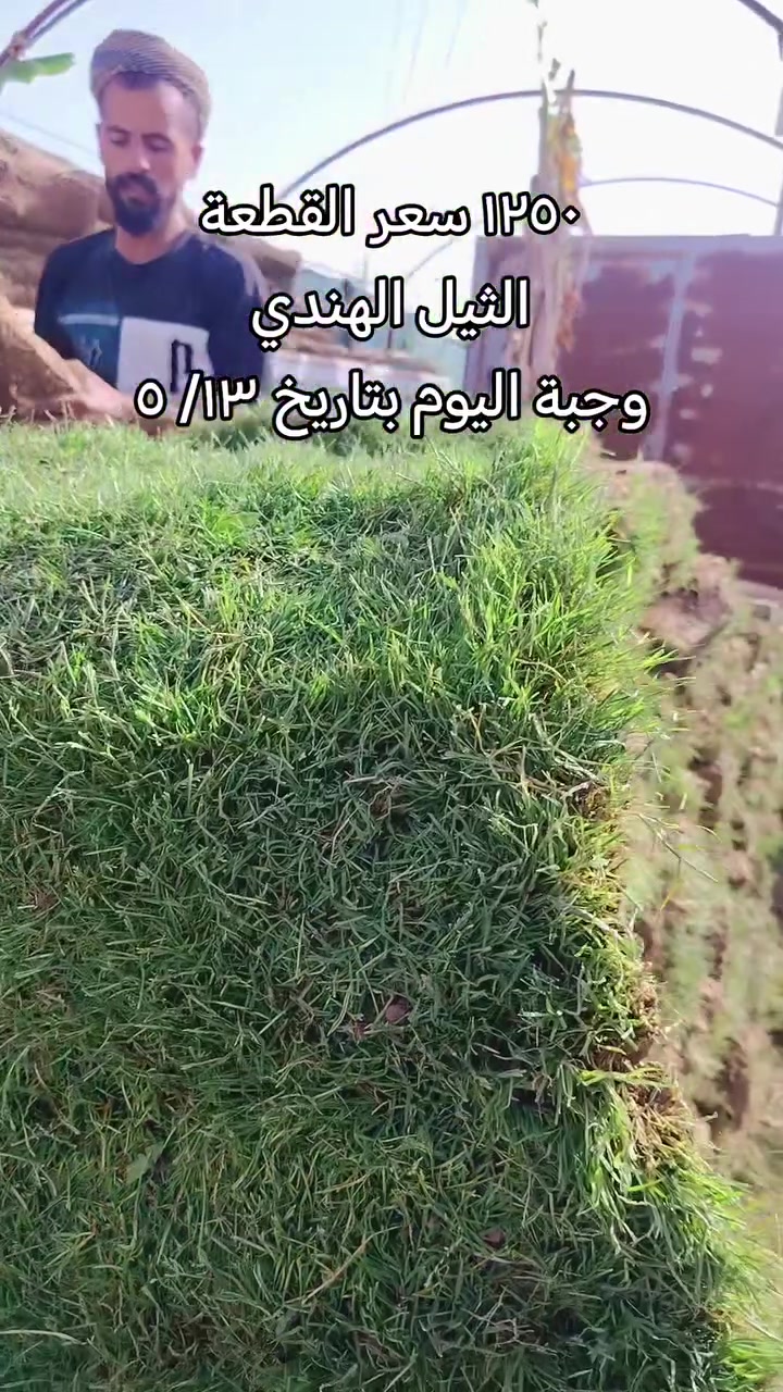 تم وصول وجبة جديدة من الثيل الهندي في #مشتل_البشائر
#اليوم_الاربعاء
المتر المربع ( قطعتين) 
قياس القطعة الموجودة في الصورة 
الطول متر
العرض 50 سم 
النوع هندي
سعر القطعة  ١٢٥٠    
#العنوان الشرقاط / الشارع العام (شارع المعارض الجديدة) قرب بانزين خانة الغالية
وبالقرب من اسواق الميمونة 
الاتصال ***********
