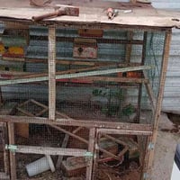 قفص • طيور حب • متاح