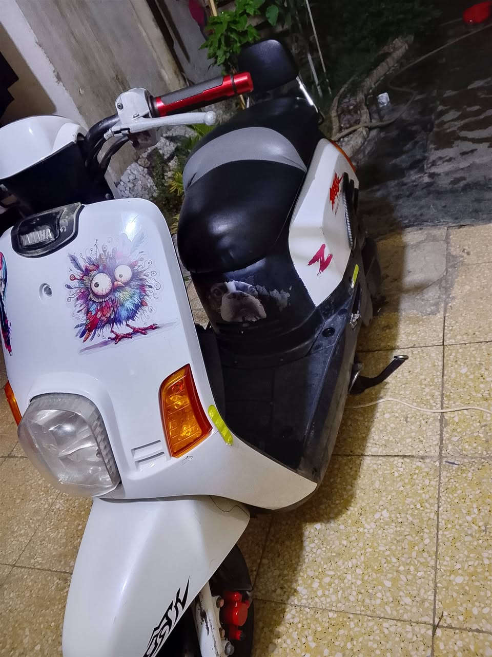 سلام عليكم بوليسي نوزل للبيع ومكفوله من الطول لطول ومزوده وفحص وين ماجان


**إذا كنت صاحب هذا الإعلان وتريد حذفه لأي سبب، رجاءا أرسل رسالة إلى الدعم الفني**