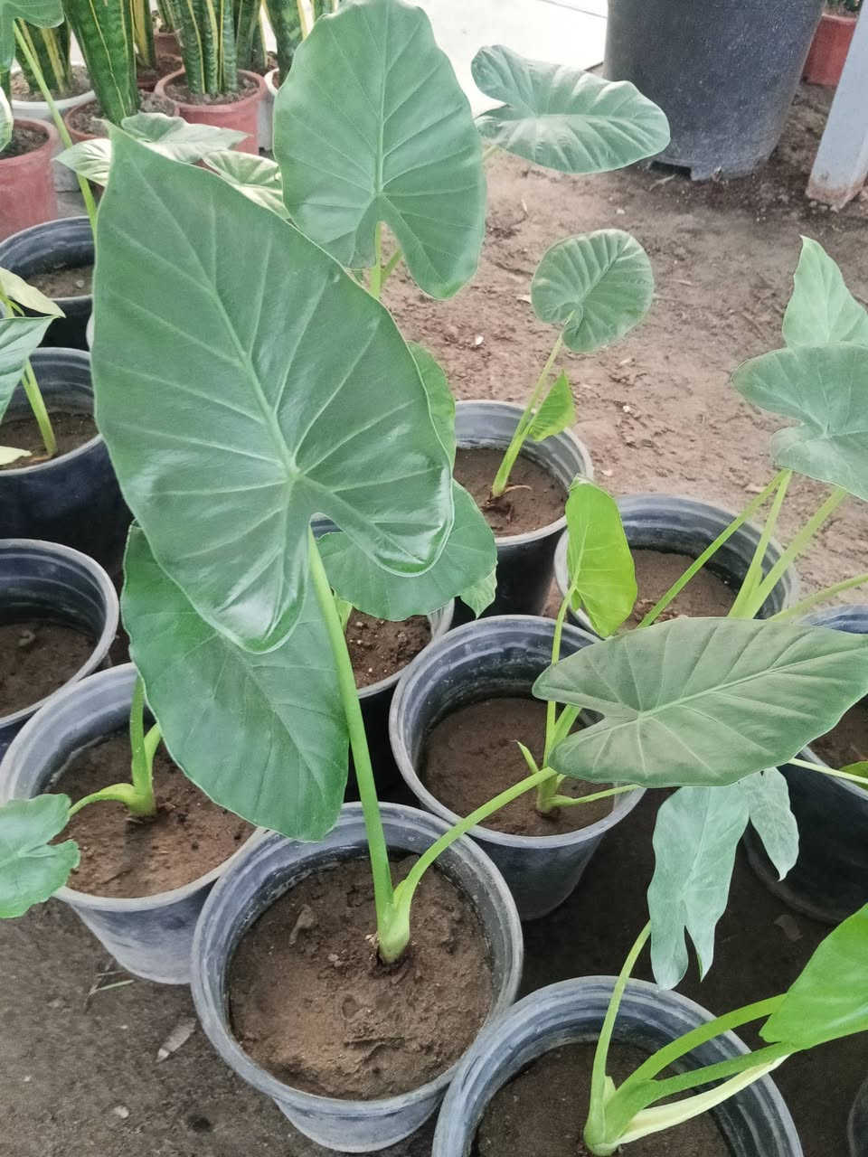توفر نبات ضلي
الحجز والاستفسار مراسلة ع الخاص 🤗❤️


**إذا كنت صاحب هذا الإعلان وتريد حذفه لأي سبب، رجاءا أرسل رسالة إلى الدعم الفني**