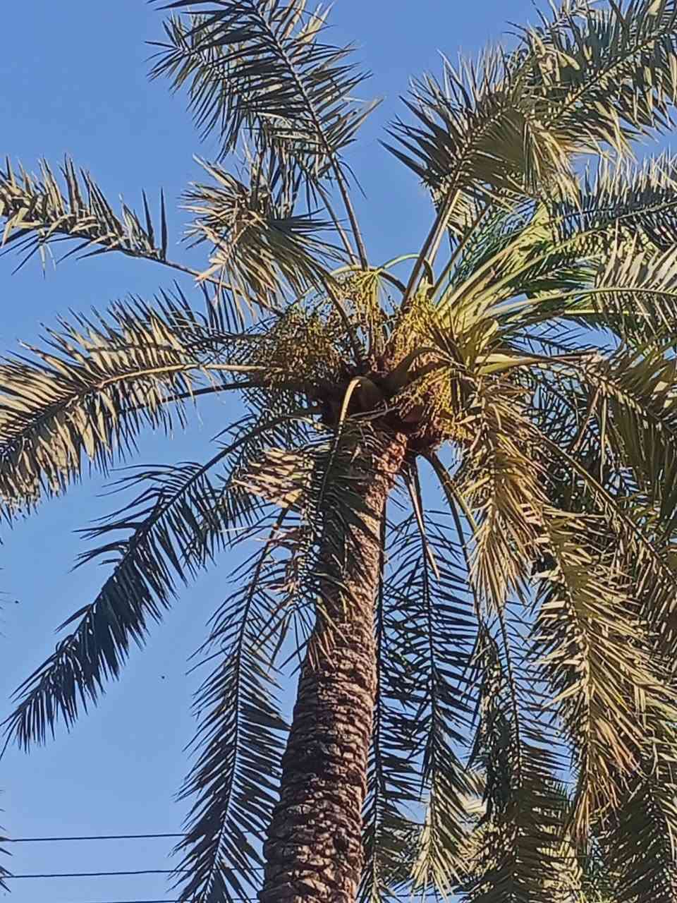 تركيس نخل جبراز برحي تبرزل كادر موجود واي ستفسار ***********
‏‪***********‬‏

