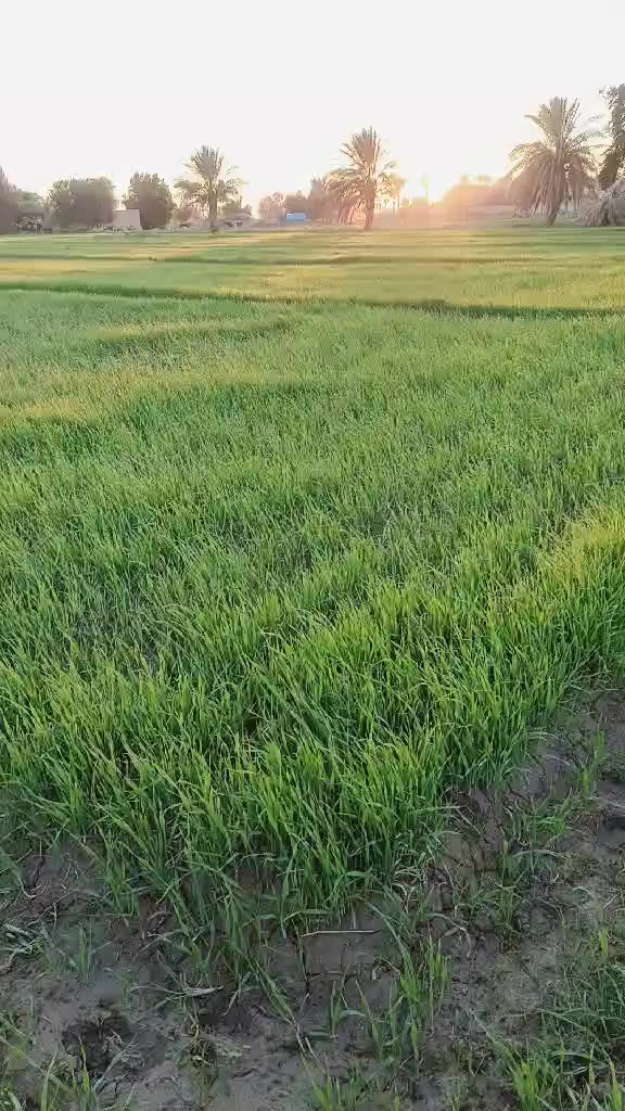 #للبيع
ارض زراعيه شاطيه ٢٢دونم مع دور سكنيه عدد ثنين عقد ١١٧ مع بستان عشره دونم عدد النخيل 100نخله متنوعه مثمره البستان مجاز رسمي وجه شارع وشط نهر دجله مركز محافظة واسط مع توفر كافة الخدمات 
للتواصل مع صاحب الارض👇 👇 
***********
