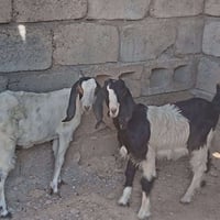 صخلتين وجدي • للبيع • بلا زحمة
