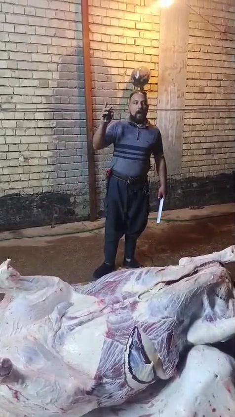 بسم الله الرحمن الرحيم يالله
ليوم الثنين ٢٢ يعلن مطعم الماجد و قصابه الماجد عن بيع الحم عجل عراقي 
عنوان المسيب حي المعلمين مجاور اسواق الباشا   
***********
