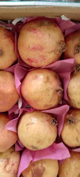 علوة ابو عدنان واولاده ترحب بكم
السلام عليكم ورحمة الله وبركاته
الهم صلي على سيدنا محمد واله واصحابه اجمعين وبفضل الله عزوجل وصلنا مسواق اليوم الثلاثاءولله الحمد
راوه فلكة البلديه ركن شارع الجسر بين الفرن ومكتب البساط الاخضر***********يوجد توصيل
فراوله موز  كيوي تفاح احمر
لالنكي برتقال ابو صره ليمون حامض
رمان يمني رمان سوري رمان مصري
طماطه خيار
بنجان سوري شجر سوري
بصل يابس اخروبنفسجيوابيض ثوم 
ادوات طرشي
لهانه حمره لهانه بيضه قرنبيط
شلغم شوندر تفاح القاع
رقي سوري بطيخ سوري قرع مال راوه
ودمتم حيكم الله واهلا وسهلابكم
