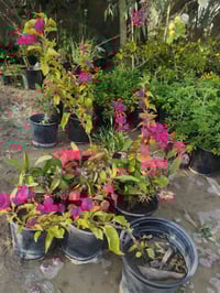 مشتل البدعه • أشجار مثمرة • نخل خضراوي