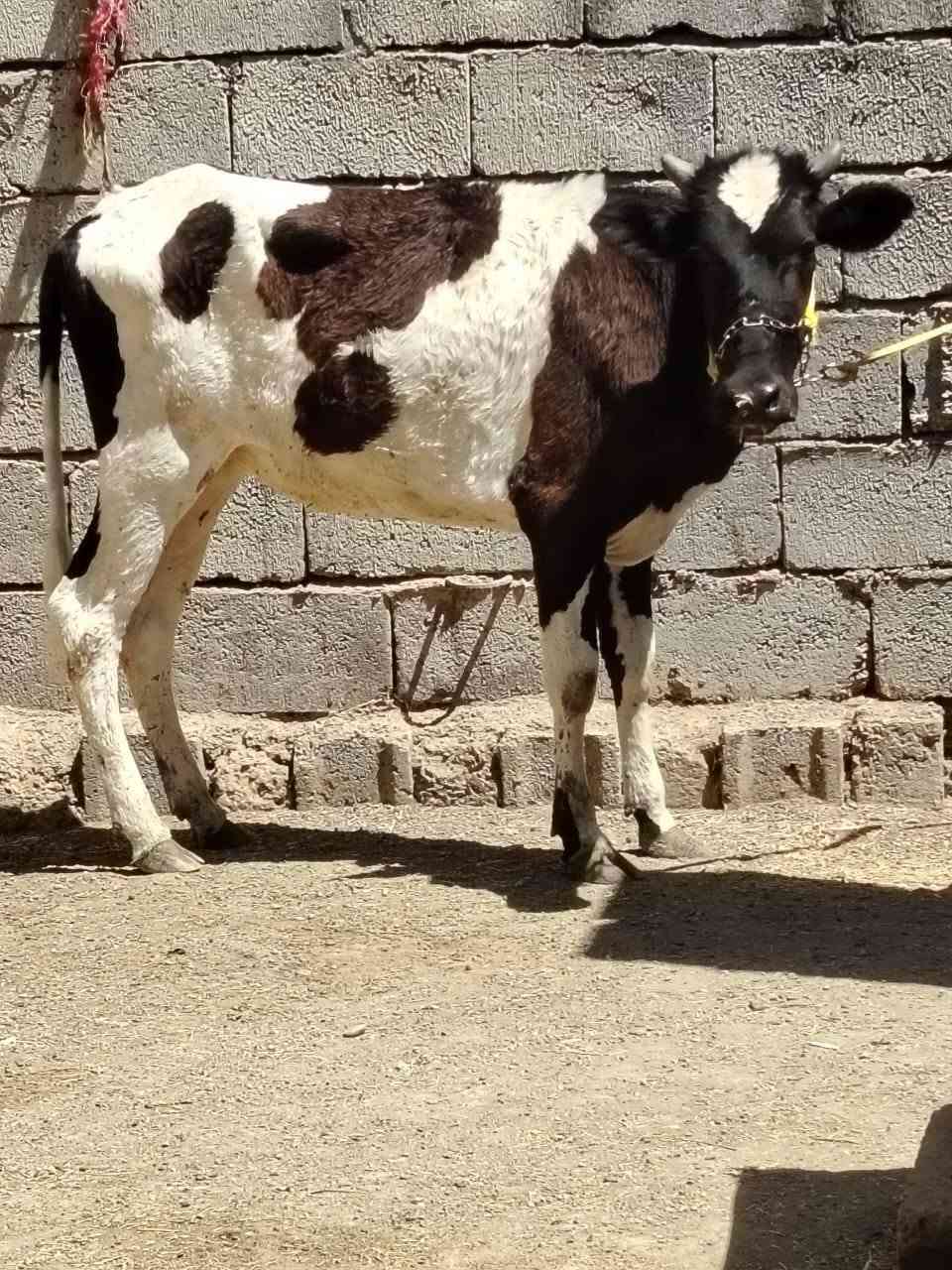السلام عليكم
للبيع بجر جنس اصليه مالت بيت مصرفه على حولي سمنتال ١٥ يوم عمرها سنه وشهر السعر مليون و 250 وبيها مجال الاستفسار الاتصال على الرقم *********** // *********** موجود توصيل حسب الاتفاق
