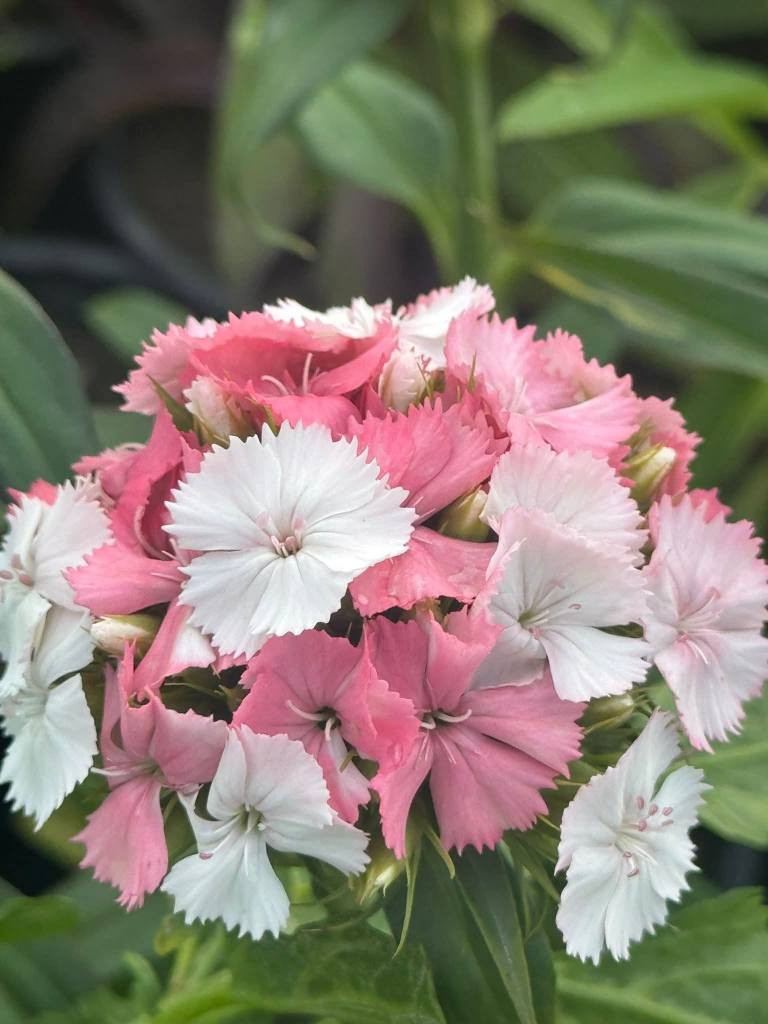 مشتل علي مناف/***********
