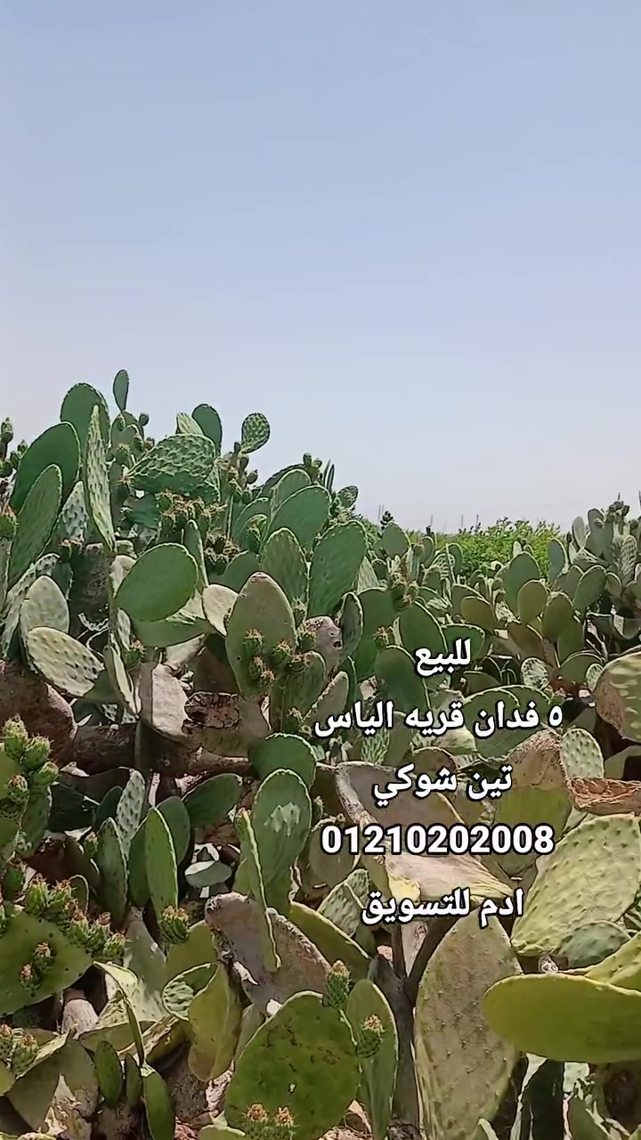 ابعت او واتس نبعتلك كل التفاصيل 
٥ فدان عقد نهائي تين شوكي قريه الياس
01210202008 واتس/فون Yehya Elmisidy #اراضي_زراعيه


**إذا كنت صاحب هذا الإعلان وتريد حذفه لأي سبب، رجاءا أرسل رسالة إلى الدعم الفني**