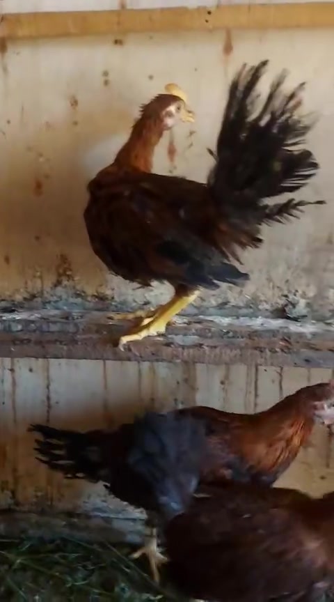 للبيع في النجف الاخوه الاربعه عمرهم ٤ شهور ديوجه عرب رس قديم من الاب والام


**إذا كنت صاحب هذا الإعلان وتريد حذفه لأي سبب، رجاءا أرسل رسالة إلى الدعم الفني**