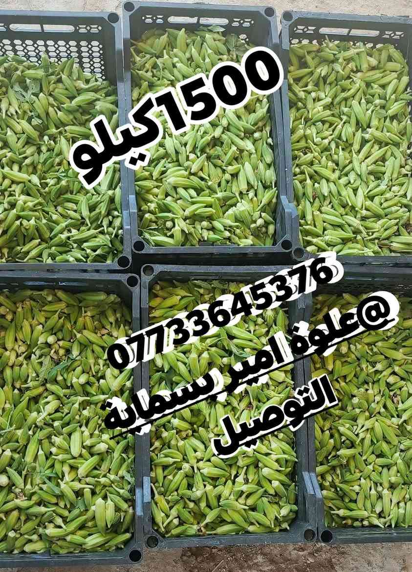 جدده عرض اليوم استغلو اهل التجميد
عرض نار 🔥🔥🔥 
عرض خاص بانية 1500
الوبية 1500. 

عرض بس اليوم 
اقل كمية  8 ك
 ***********
علوة امير بسماية التوصيل 
نور الطائي 
#بسمايه
#الجميع #بسمايه #توصيل
