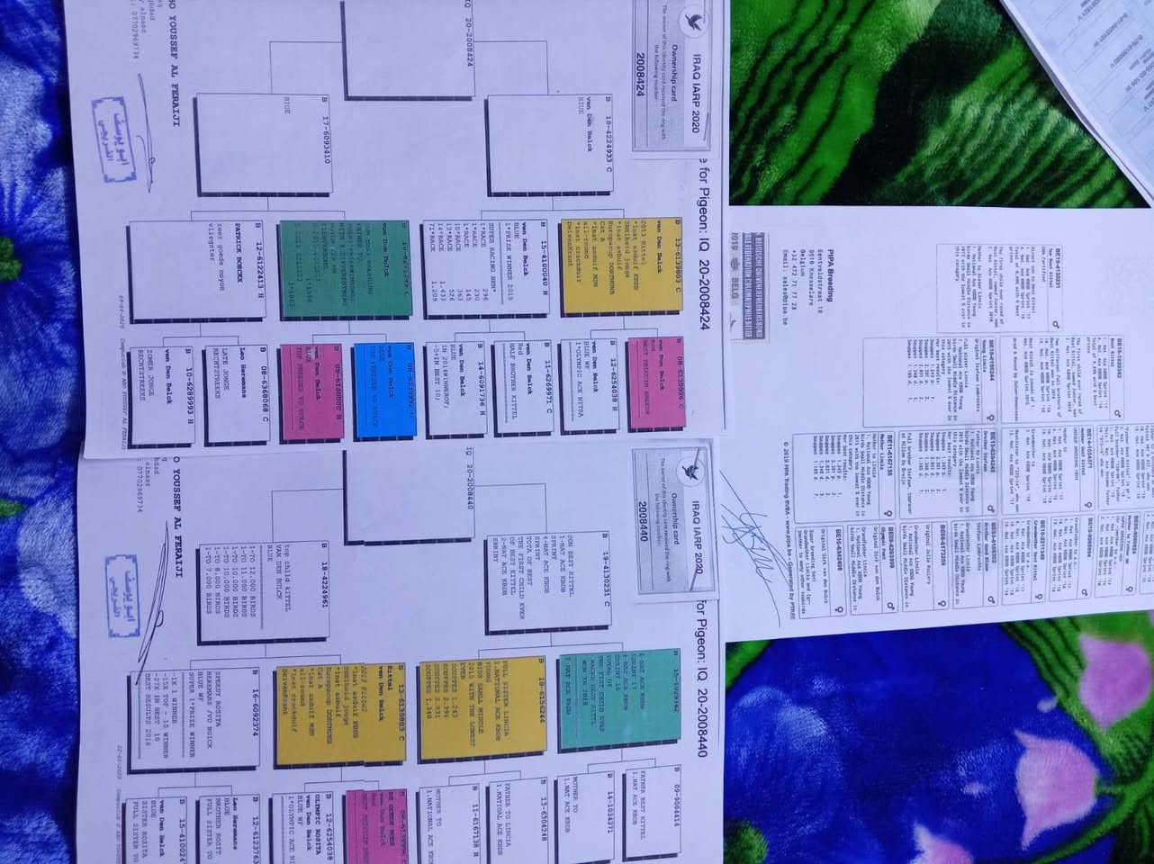 سلام عليكم
زوج أفراخ ٢٠٢٦ للبيع أحفاد شهايد
الاب للمارسيل
الام لبيس كتل عل الكتل ولكتل عل السترايك مكاني لشعب ***********
