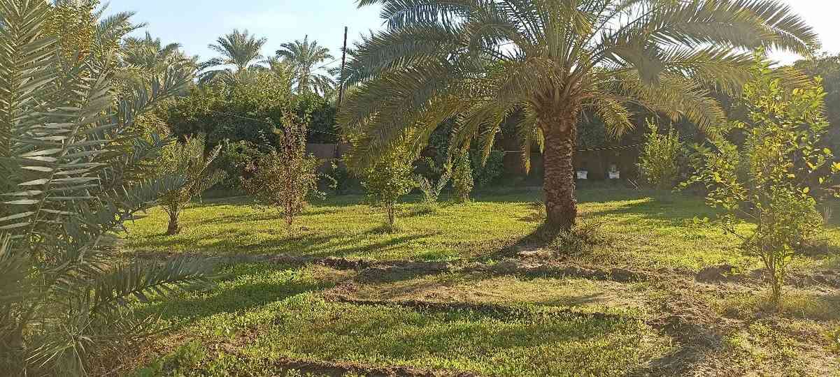 سلام عليكم يتوفر 3 دوانم سند 25 تحويل ثاني يوم بسم المشتري العنوان المدائن الجعاره  شارع سيد علي 
تفاصيل الاتصال وبيك خير ودلل بدارة أبو فهد العيساوي ***********
***********
