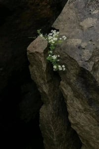 طابو صرف • ١٠٠م • مقابل أسواق الكفيل