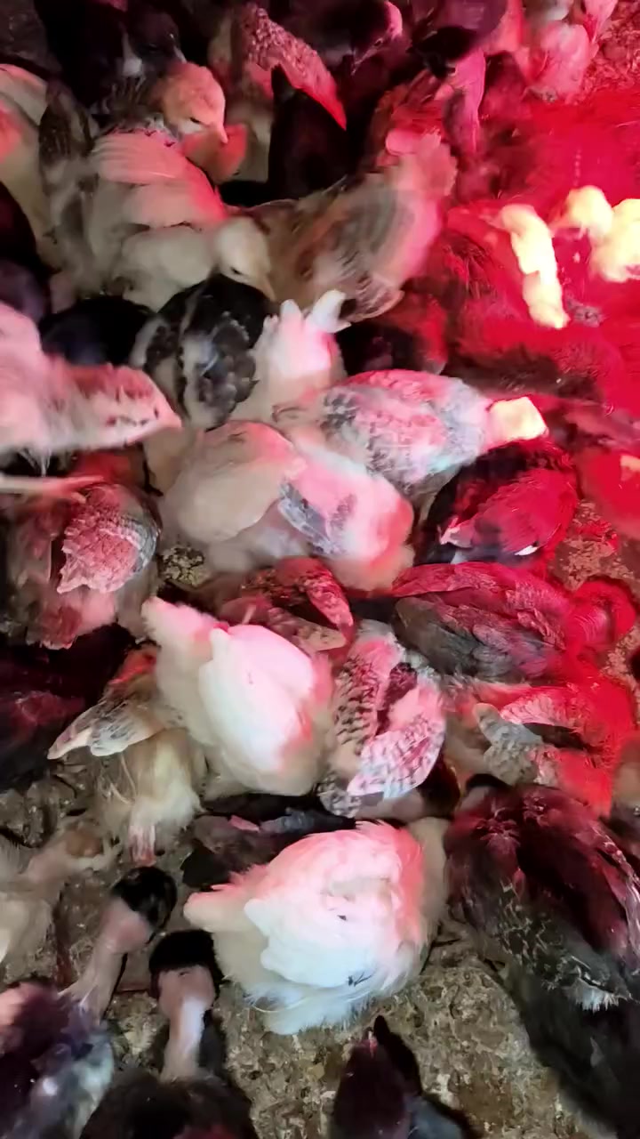 متاح كتاكيت عرب وابو ركيبه العمر ١٥ يوم ماخذات لقاح صرة ورباعي ابيع شرط الصحه وضمان عرب غير مهجن سعر الزوج ٤٥٠٠ وذا شلع بيهن مجال مكاني فاو يوجد توصيل الساحة سعد
واتساب ***********
