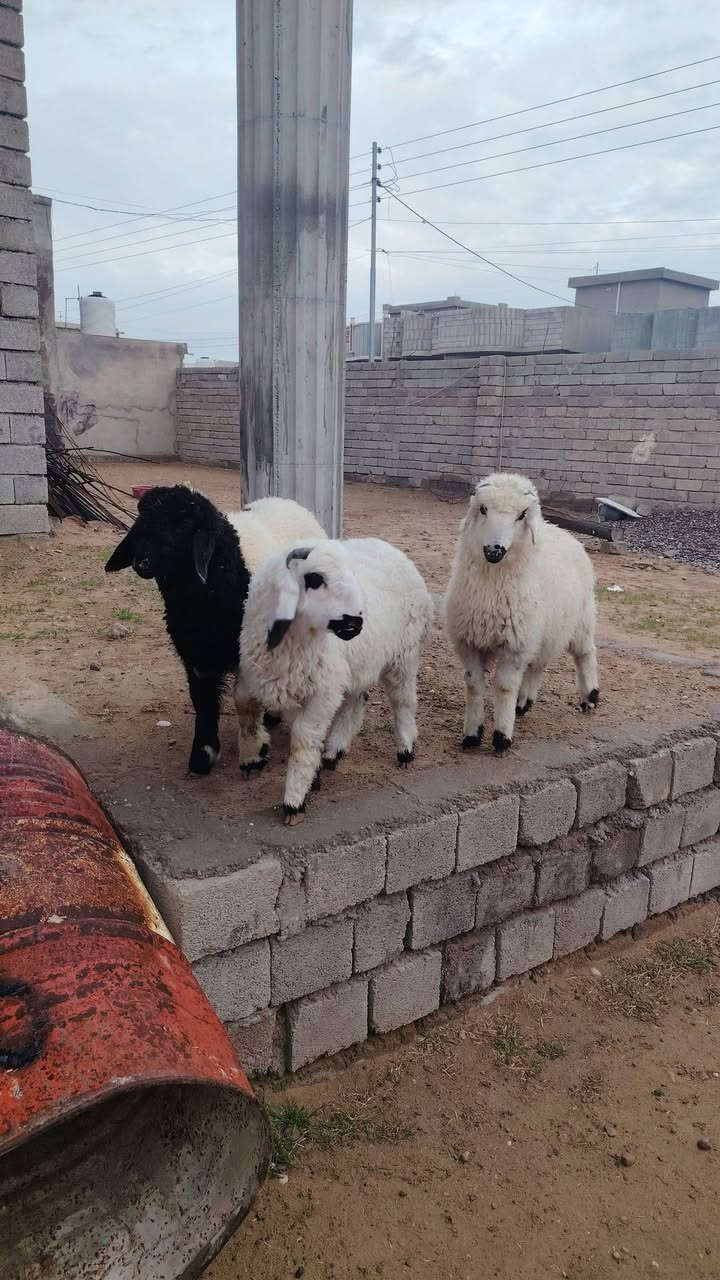 اللهم صلي على محمد وال محمد 
#يوجد_طليان_مال_ربط_بكم ناصحات شرط النصاحه علئ كل عيب مابيهن العدد 3 المكان صلاح الدين بيجي رقم الهاتف ***********  ***********
