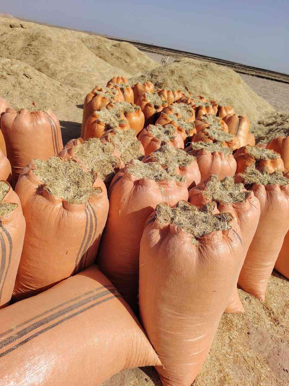 يوجد تبن مجروش وكبس معى توصل الأنبار ابو غريب وبغداد وهاذى رقمي *********** بيه واتساب
