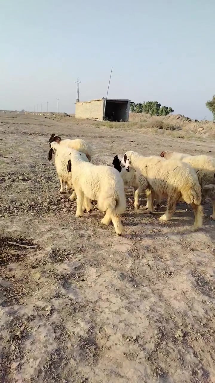 ***********
***********
للبيع المكان واسط الكوت يوجد توصيل جميع المحافظات بعد الاتفاق وكل الهلا براعية
