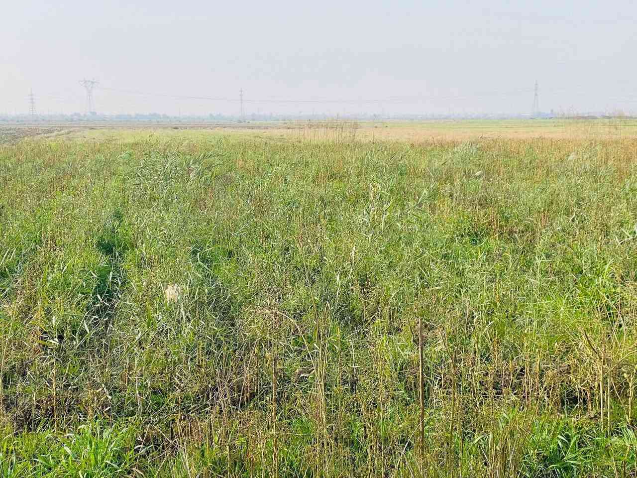 سلام عليكم ورحمة الله وبركاته توجد سفحه للبيع المساحه 75 دونم  المكان طريق سيد احمد الرفاعي / مقابل قرية حميد موحان الخير الله الشويلات/ تبعد عن شارع العام كيلو ماي متوفر عل( كرمة الزيديه)
اتصال ع الرقم ‭***********
الرقم الثاني   ***********
