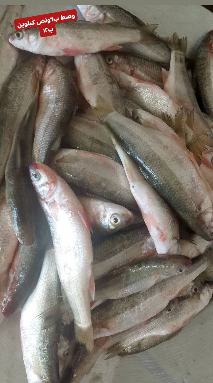 عرض باجر علحرش جديد ونضيف وتازه مال صيد توه اجه من صياد متوفر نوعيتين 🌊🐳
عندي ب٣ ٤كيلوات اب١٠
وعندي الوصط ب٦ جديد أو نضيف
العنوان تقاطع حي شهداء الثاني اليطلعك للمهدي علا ايدك اليسره بجهت المحل مال سكلات يوجد توصيل جميع الأحياء في السماوه للحجز *********** واتساب موجود خدمت تنضيف
