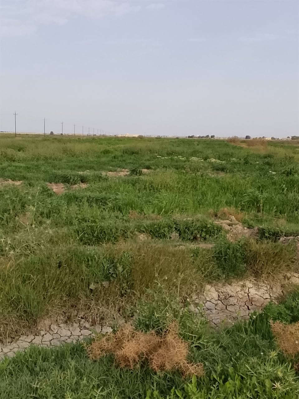 للبيع شروه مزروعة شعير 🌱
المساحة: 30 دونم
العنوان الرفاعي. طريق بعير  (ال ساير )

السعر مناسب وقابل للتفاوض 
للاستفسار والتفاصيل أكثر يرجى التواصل على الخاص أو الاتصال على الرقم: (***********).
