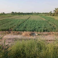 واسط الصويره • ٤٠دونم • أرض زراعية