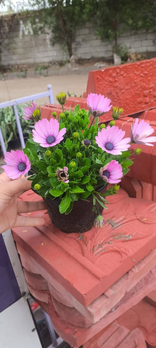 السلام وعليكم تم وصول انواع النباتات الخارجية الاسعار اسفل كل صورة 

العنوان ديالى الخالص الغربية مجاور اسواق الحداد 
***********
***********
