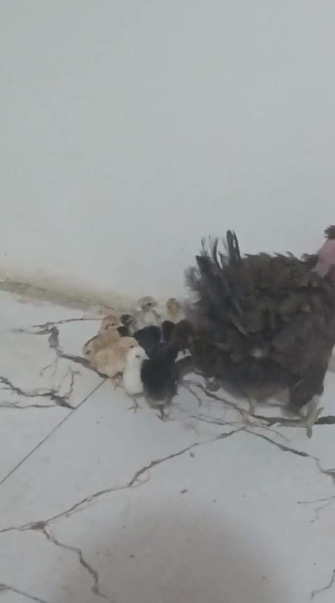 مكلف بالنشر
1.دجاجه عرب وراها اربع افراخ كبار شلوحي 

2.دجاجه وراها 12 فراخ زغار وثنين افراخ فسيفس زغار

3.فسيفسات سبع مخاليف ثنين كبار 

المكان البصرة المدينة بني منصور الحوش الشراي حياه يتصل أو يراسل وتساب على هذا الرقم صاحب الحلال ‏‪7716478544‬

ستار البصراوي


**إذا كنت صاحب هذا الإعلان وتريد حذفه لأي سبب، رجاءا أرسل رسالة إلى الدعم الفني**