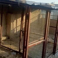 قفص حديد • ٦ أمتار • بغداد الغدير