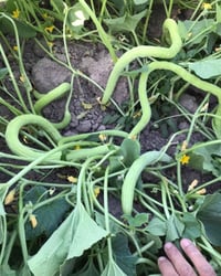 بذور خيار • هاي نوعيه • كمية محدودة