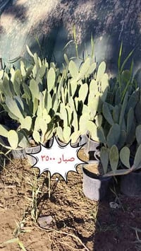 نباتات • توصيل مجاني • كربلاء