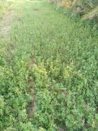 عندي دونم جت اريد اضمنة    رقم الهاتف 07701772540