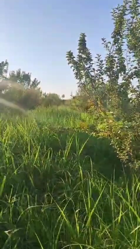 ارض زراعيه للبيع للستفسار اتصل على هذا الرقم ***********
