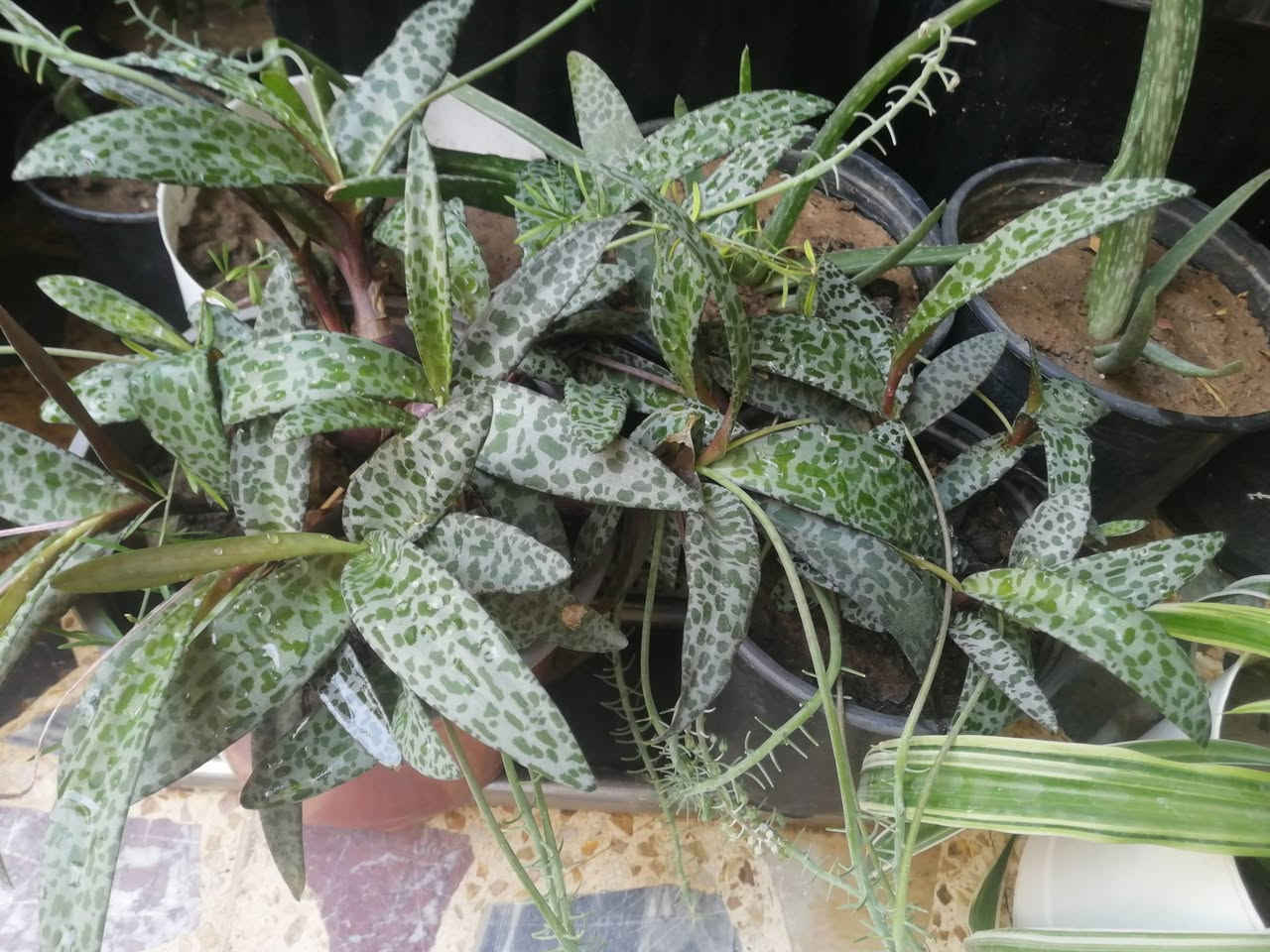 نباتات كبيره اكو الصالون والستار واظافر العروس كلهم على متر واسعار مناسبه


**إذا كنت صاحب هذا الإعلان وتريد حذفه لأي سبب، رجاءا أرسل رسالة إلى الدعم الفني**