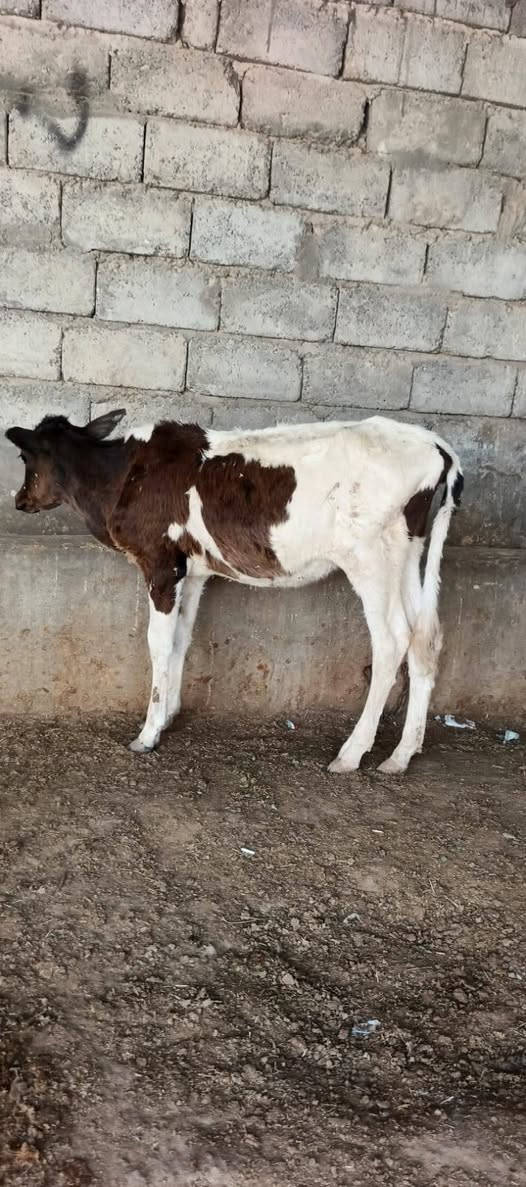 السلام عليكم مكلف بل نشر لاتراسلني ماعرف السعر
متاح حوليه زراعيه مال جنايه شرط الجل والشرب والنصاحه الشراي اتصل وتدلل العنوان الشرقاط قريه شكراً  ***********
