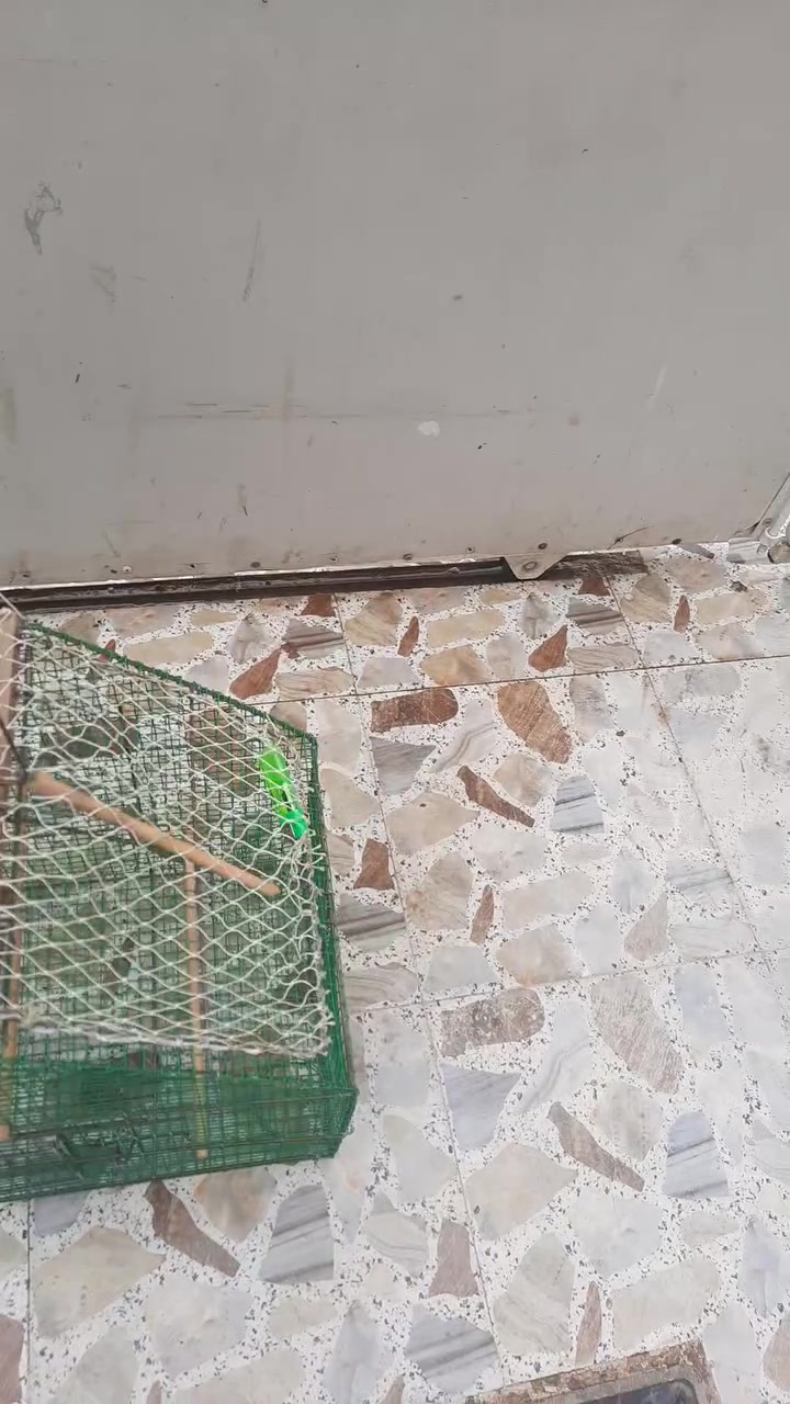 سلام عليكم شباب هاذه قفص صيادي للبيع السعر 45 ليريده بي خير ويدلل


**إذا كنت صاحب هذا الإعلان وتريد حذفه لأي سبب، رجاءا أرسل رسالة إلى الدعم الفني**