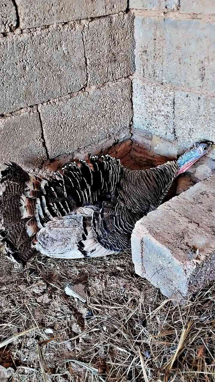 للبيع دجاج عرب زوج 25 وديج ب 15 ولفسيفسه كاركه بدون بيض سعر 30 ولبراهما ب 15 مكان حديثه


**إذا كنت صاحب هذا الإعلان وتريد حذفه لأي سبب، رجاءا أرسل رسالة إلى الدعم الفني**