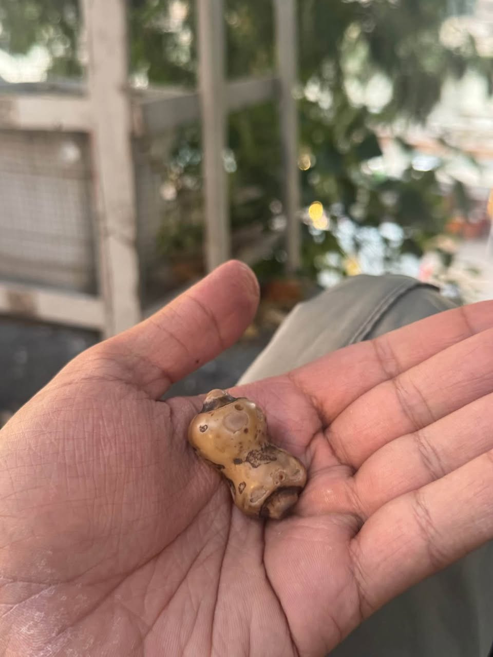 مصوره رباني مبين من شكلها  مكاني بغداد للتصال *********** بغداد, العراق
