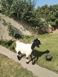 بسم الله ما شاء الله اصخول 2 فحل ونثيه شرط النصاحه السعر310  العنوان ب...