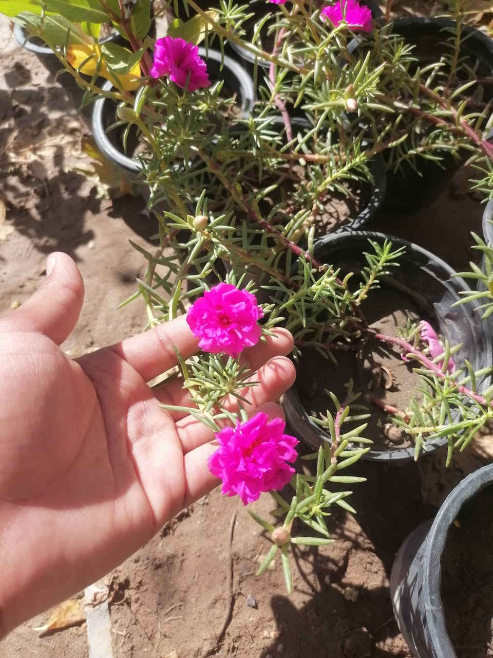 السلام عليكم أهلنا بالكوت
ملوك الصيف ☀️ ورد الصباح العراقي، عين البزون، والجعفري
​وفرنالكم بكج صيفي مميز ومقاوم للحرارة، مكون من 10 شتلات منوعة، يوصلك لباب بيتك كالاتي:
​🌸 4 ورد الصباح عراقي (لون وردي)
​🌺 4 عين البزون (لون وردي)
​🌼 2 ورد الجعفري (اصفر)
​🎁 هدية مع البكج: مغلف بذور الختمة باللون الأبيض.
​💰 السعر: سعر البكج هو والتوصيل ب 10
للحجز والاستفسار التواصل على الخاص


**إذا كنت صاحب هذا الإعلان وتريد حذفه لأي سبب، رجاءا أرسل رسالة إلى الدعم الفني**