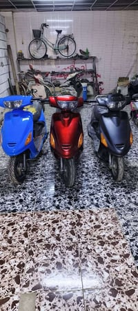 فراشة • شغالات • مقابل العين